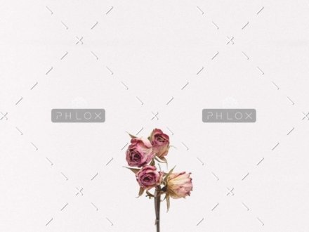 demo-attachment-1111-tanalee-youngblood-fsdWYNTymjI-unsplash-1024x1024